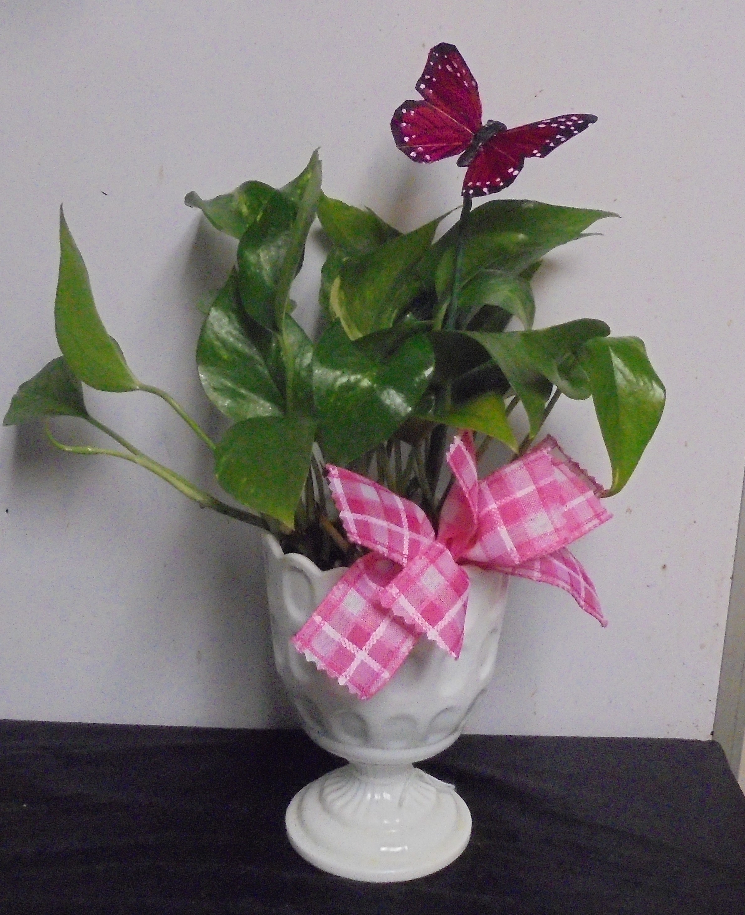 (25B)  "Pothos" Plant 
In "Vintage" Milk Glass Planter
$35.00