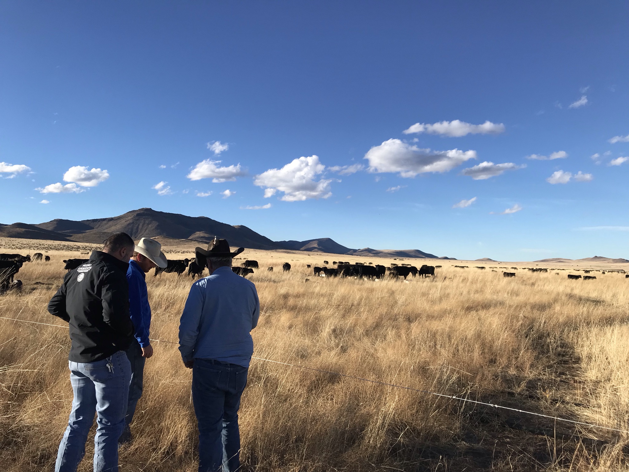 Vaca caminando por un sendero verde al atardecer con pacas de heno de fondo.