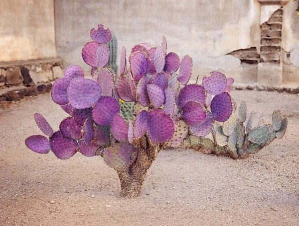 https://0201.nccdn.net/1_2/000/000/115/6c2/48-opuntia-macrocentra-o-nopal-violaceo-600x455.jpg