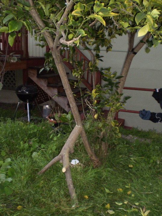 Innovative save of mature tree. Two of three trunks fell. Note cable and trunk recycling (after pesticide treatments).