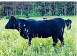Petunia
$2400
Traditional Dexter heifer, confirmed bred to Red Rowan, a red AI bull.
This heifer is out of Patience and Lief. 
She has the potential to grow into an amazing cow with amazing lines.
She is a hold back from 2022.
She does not carry PHA or chondro.
She is A2A2 and was field raised. She could carry dun.
She is registered with ADCA, PDCA, and Legacy.
2 Men & A Hen
twomenandahen@yahoo.com
Ryan - (989) 621-3270