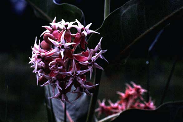 Showy Milkweed (Asclepias speciosa)