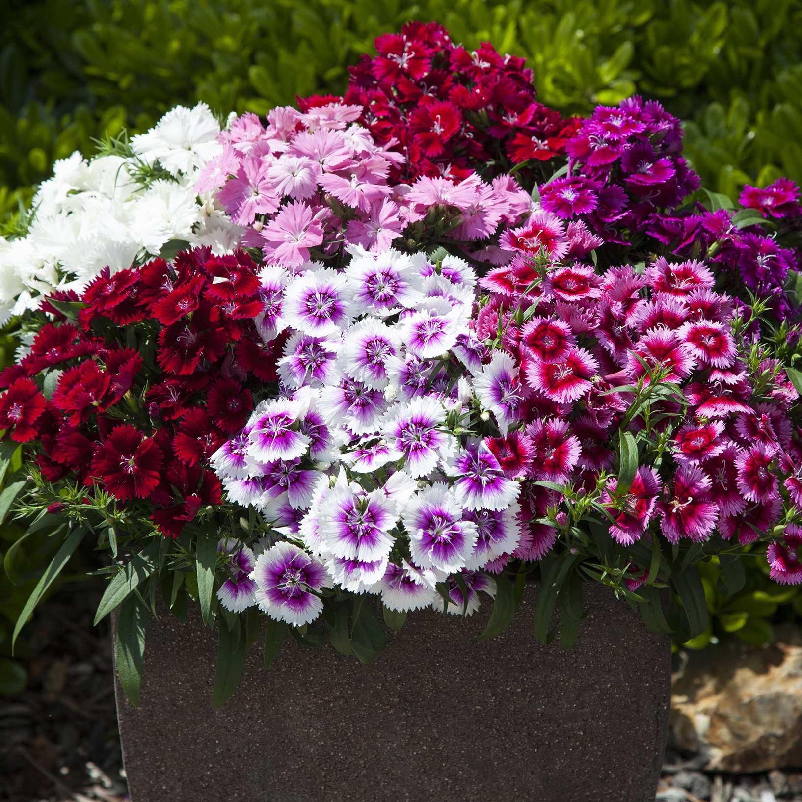 70091947_Dianthus_IQ_Mix-