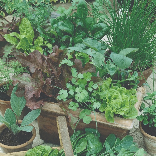 Twilley Seed Greens