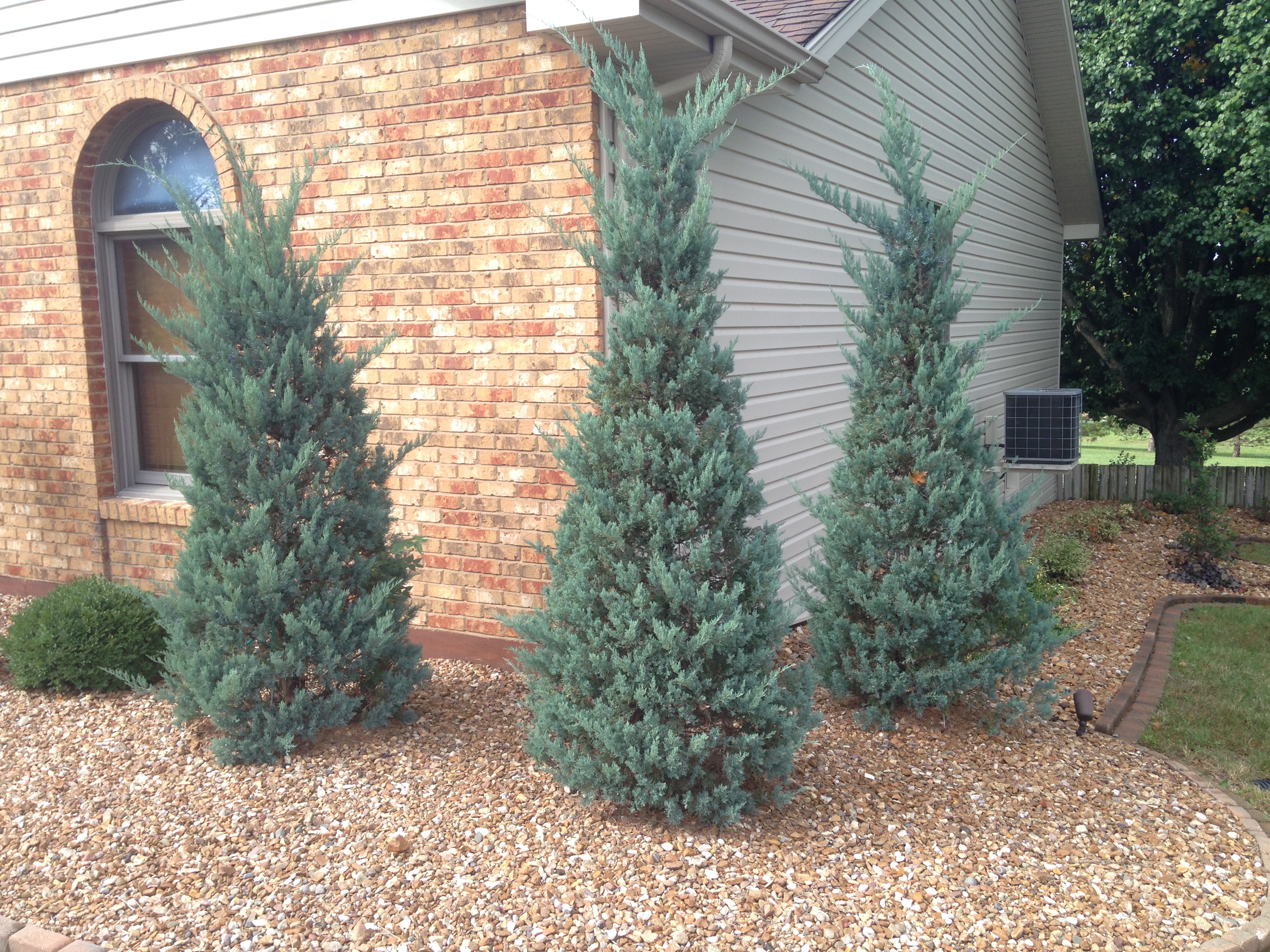 https://0201.nccdn.net/1_2/000/000/116/790/glauca-juniper.jpg