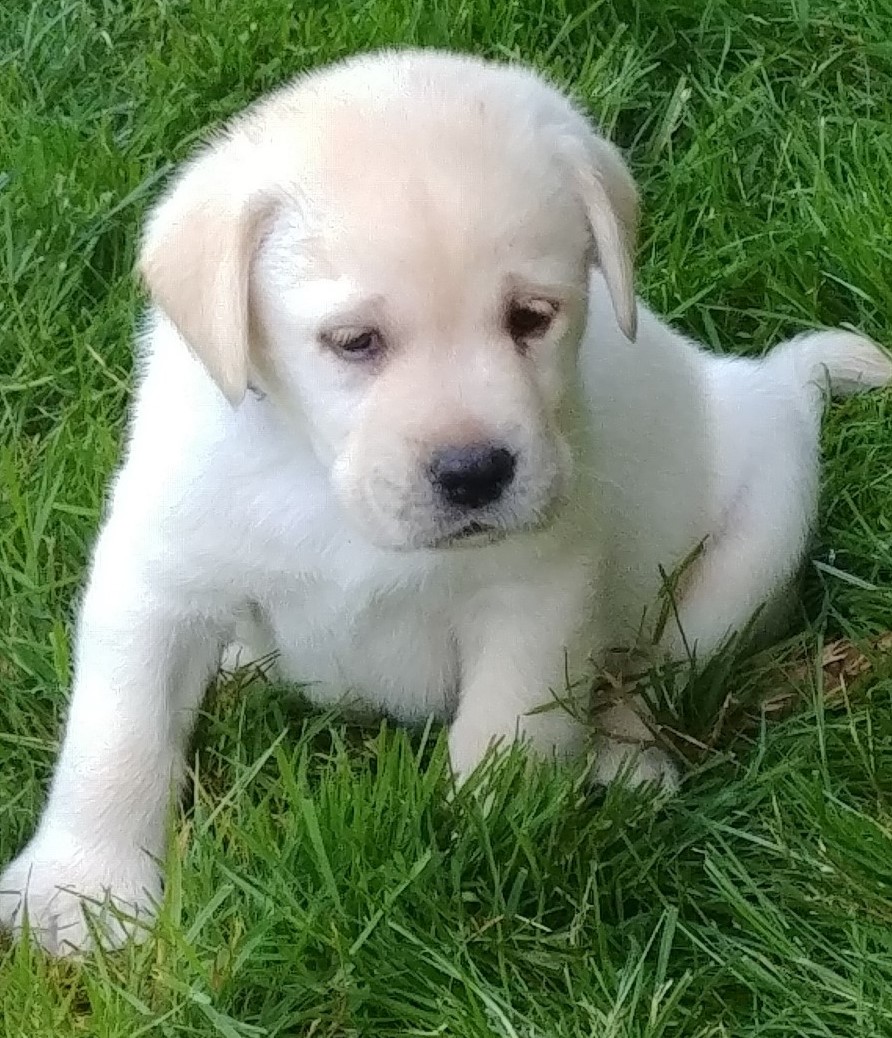 https://0201.nccdn.net/1_2/000/000/116/980/puppy5--7-wks.jpg