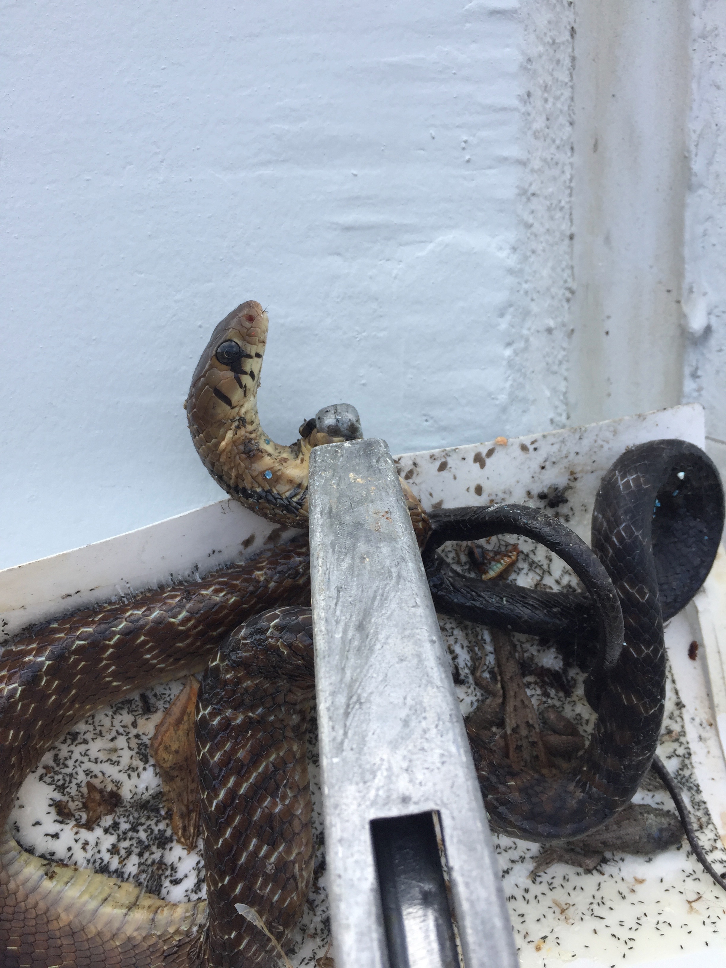 Biocontrol-trampas de goma para captura de reptiles.