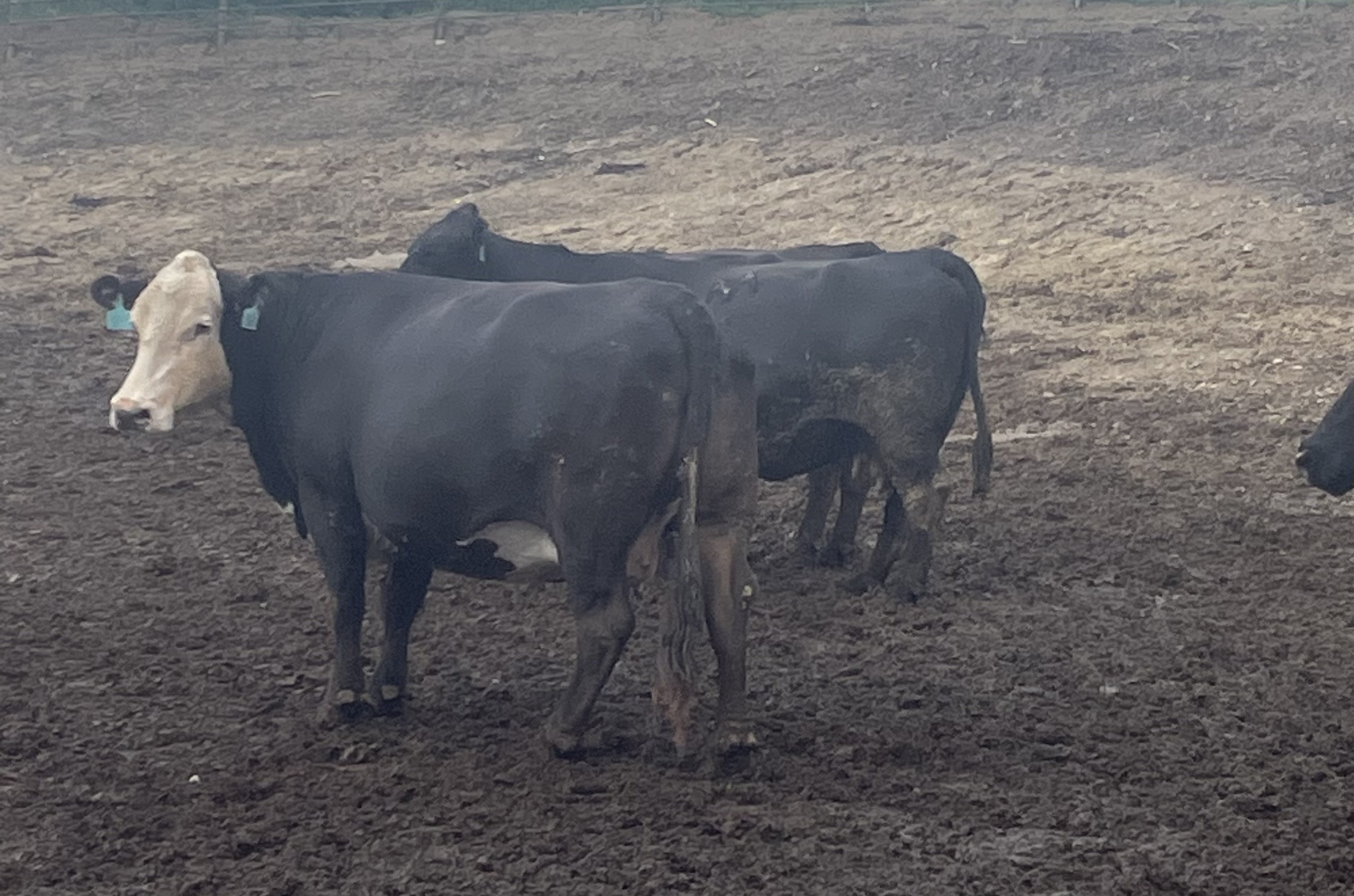 DUNLAP LIVESTOCK AUCTION, INC. Special Bred Female/Pairs/Bulls August