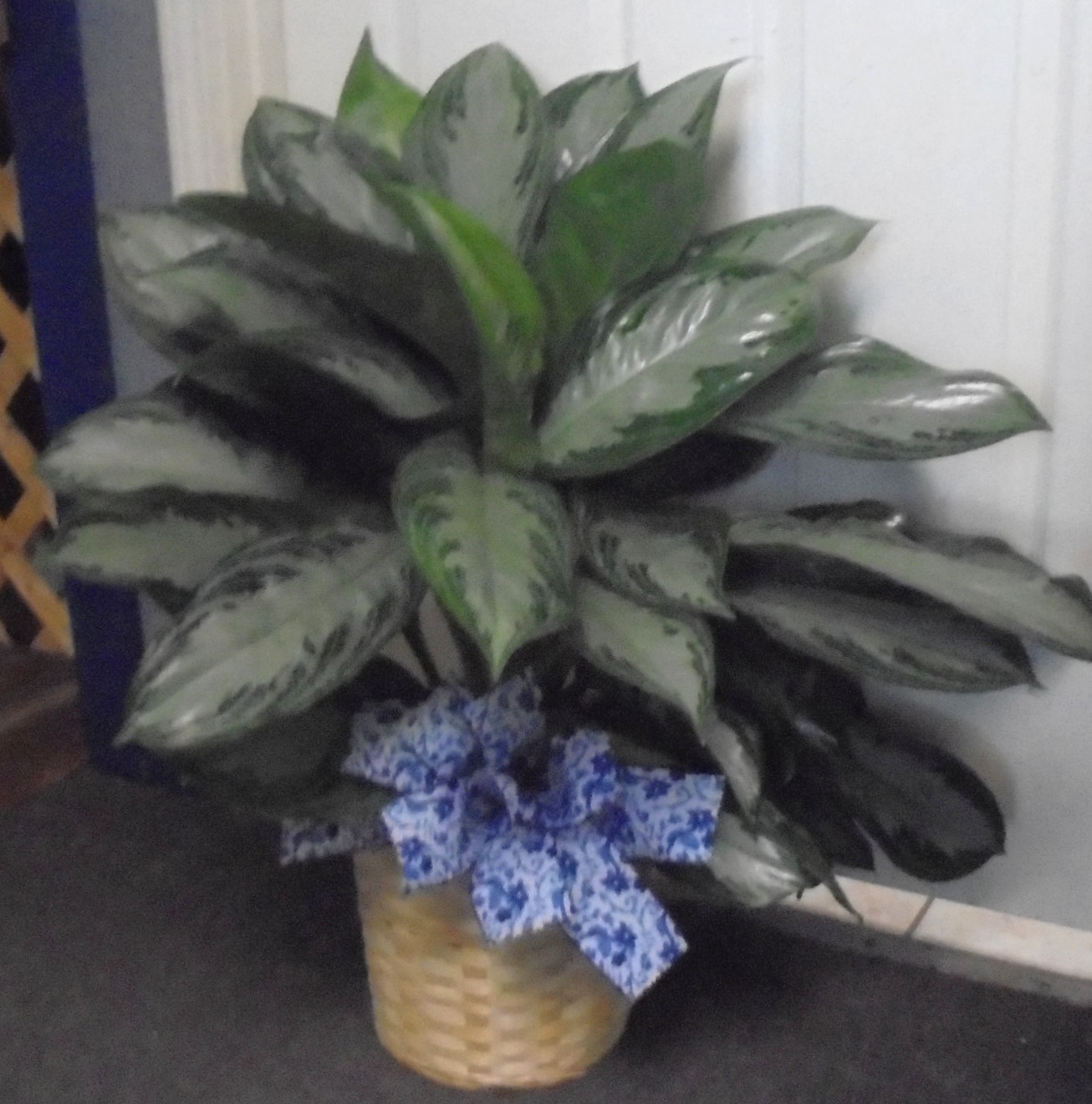 (SORRY SOLD!!)
 (22) "Chinese Evergreen" Plant
$75.00