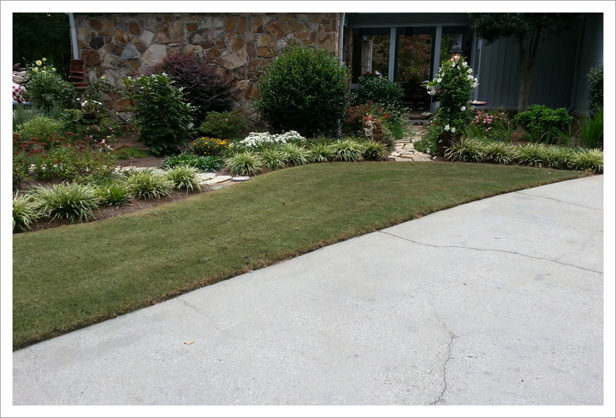 Healthy lawn side of driveway||||