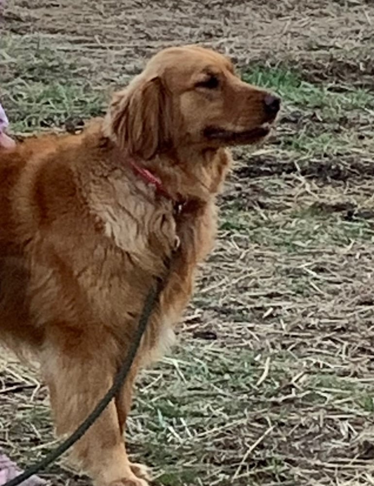 Lily: Golden Retriever