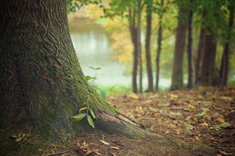 Tronco de árbol en un bosque con hojas caídas y un río al fondo
