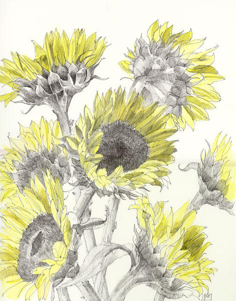 Study of Sunflowers (pen and ink and coloured pencil)