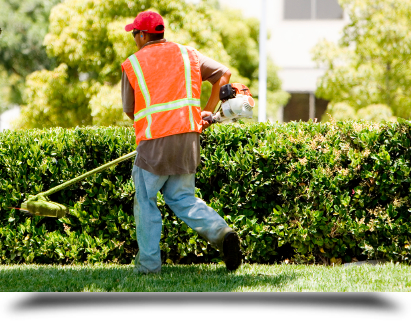 Weedwacking shrubs||||