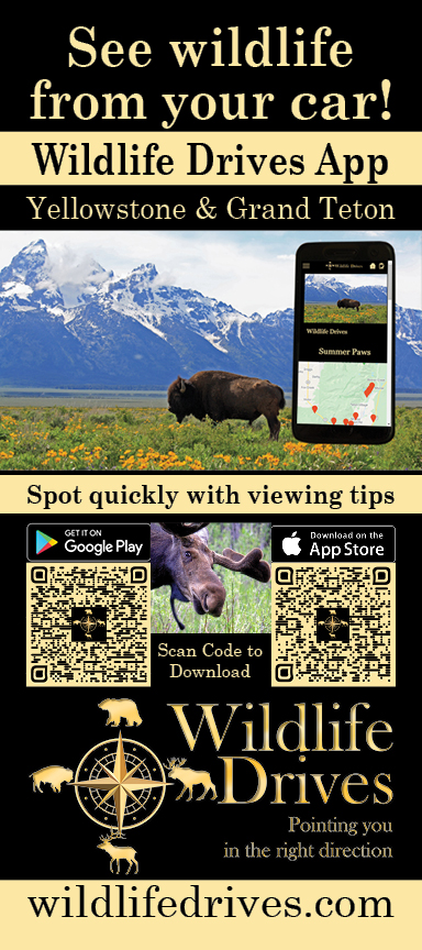Wildlife Drives App Brochure