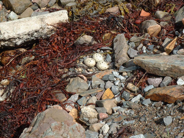 Oyster Catcher Eggs