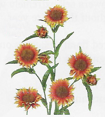 Indian Blanket Spray -  Item# C260242/DHTC28923
5 Floral heads and 2 buds. 23½" tall. Packed 36.
