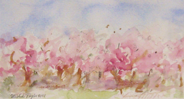 Taylor, Cherry Blossoms, 3 3/4x7 Watercolor