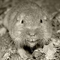 GopherPrints