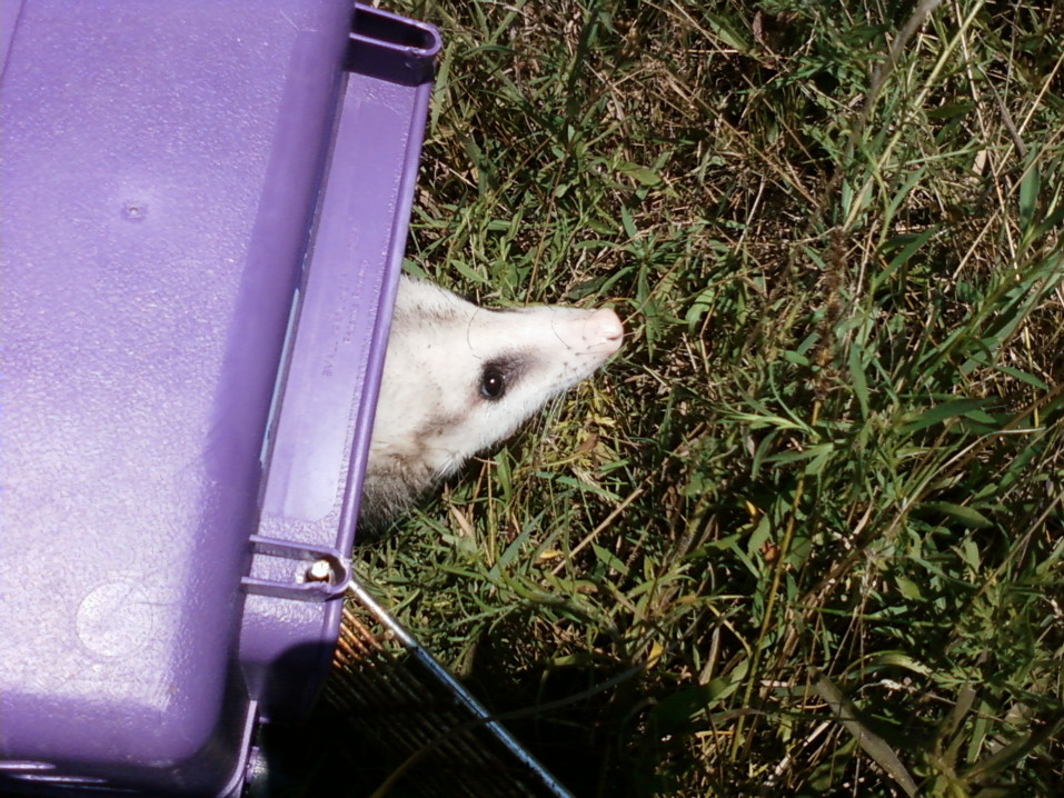 injured opossum, was rehabbed then released.....Back 2 the Wild!