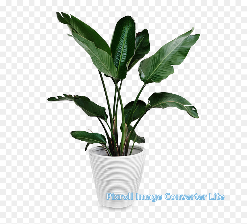 https://0201.nccdn.net/1_2/000/000/11b/a10/440-4407331_indoors-tropical-plant-png-png-download-plants-cut--.png