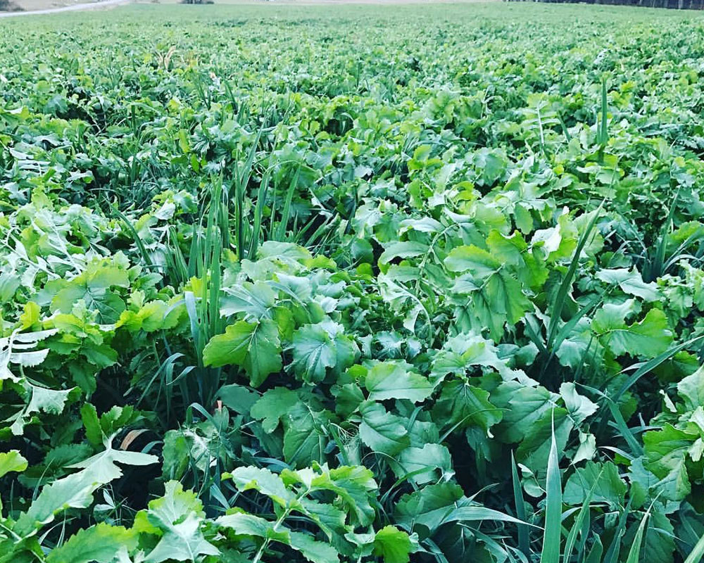 Cover Crop Mix in Northern Middle Tennessee