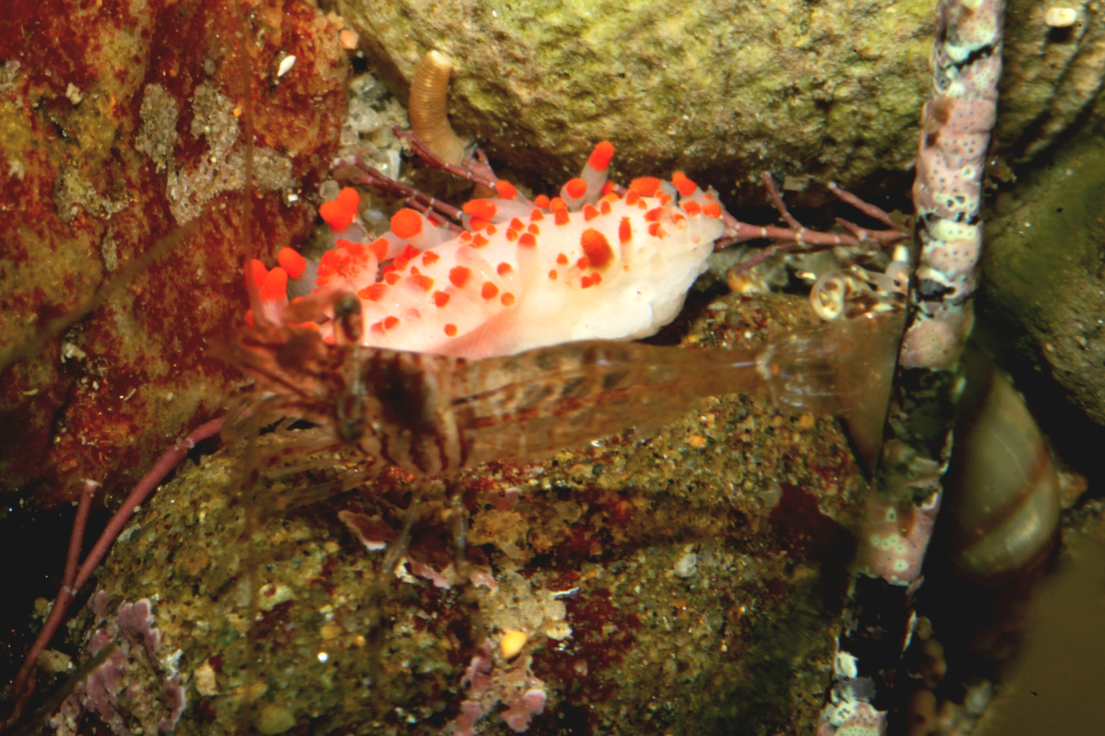 Dorid (Triopha sp.)