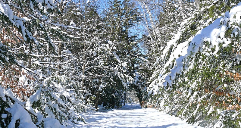 Snowy Winter in Maine Snowy Winter in Maine