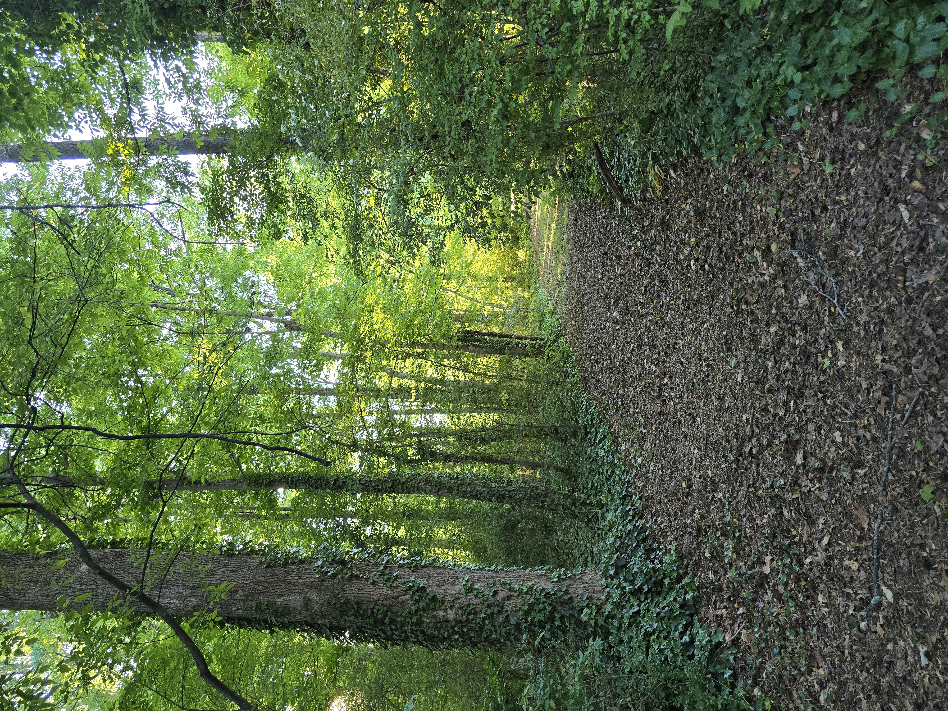 Pathway along creek