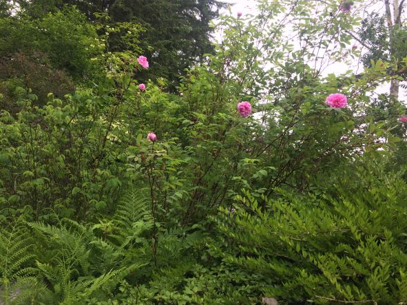 From Barbara in Anmore, on June 8, 2022: What a surprise today! It must have been the warmer weather but I was so surprised to see Therese Bugnet with quite a few blooms! Have waited so long since my garden is in Anmore.