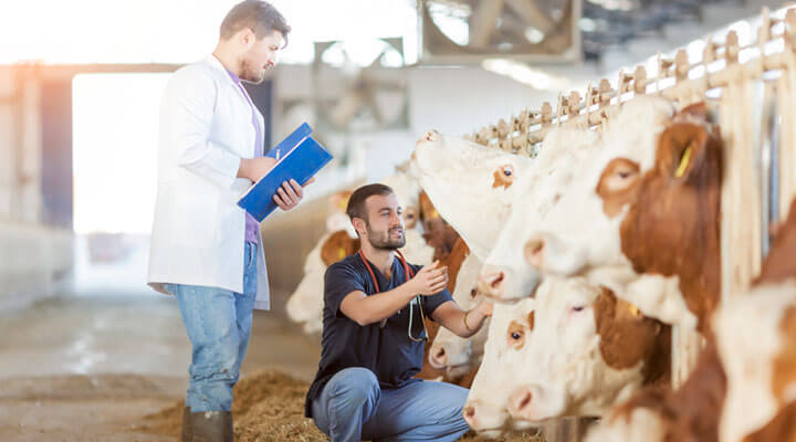 ASOCIACIÓN MEXICANA DE CRIADORES DE GANADO SUIZ-BÚ DE REGISTRO A.C. -  FUNDACION A, B Y C