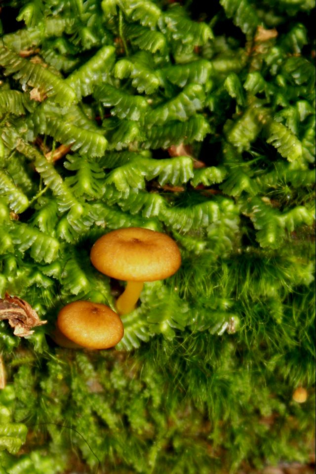 https://0201.nccdn.net/1_2/000/000/11d/af5/Fungi---27--640x960.jpg