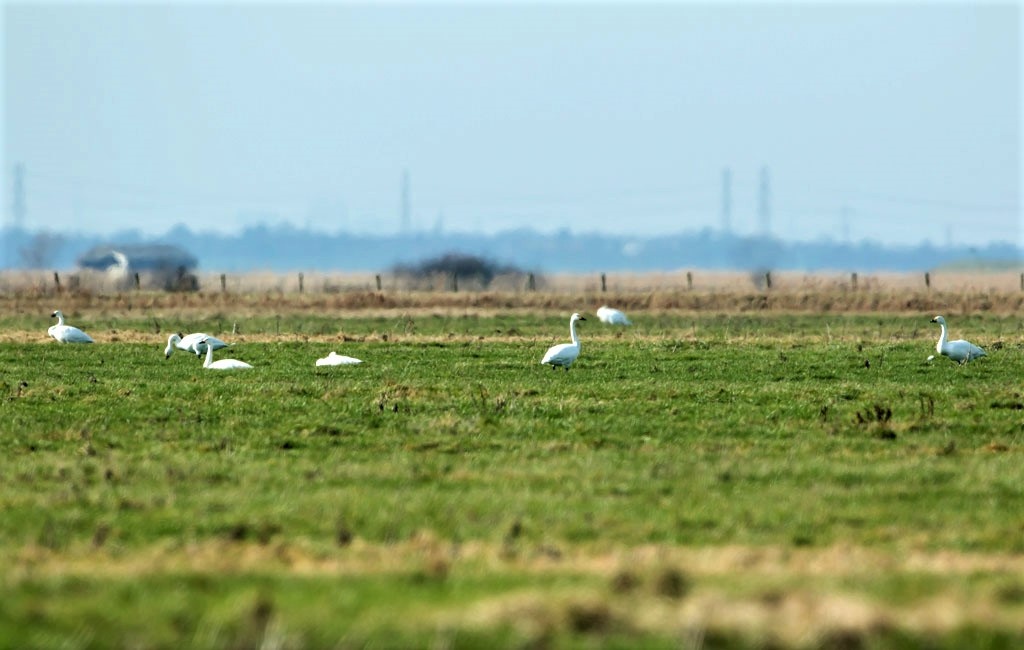 Bewick's Swans Feeding