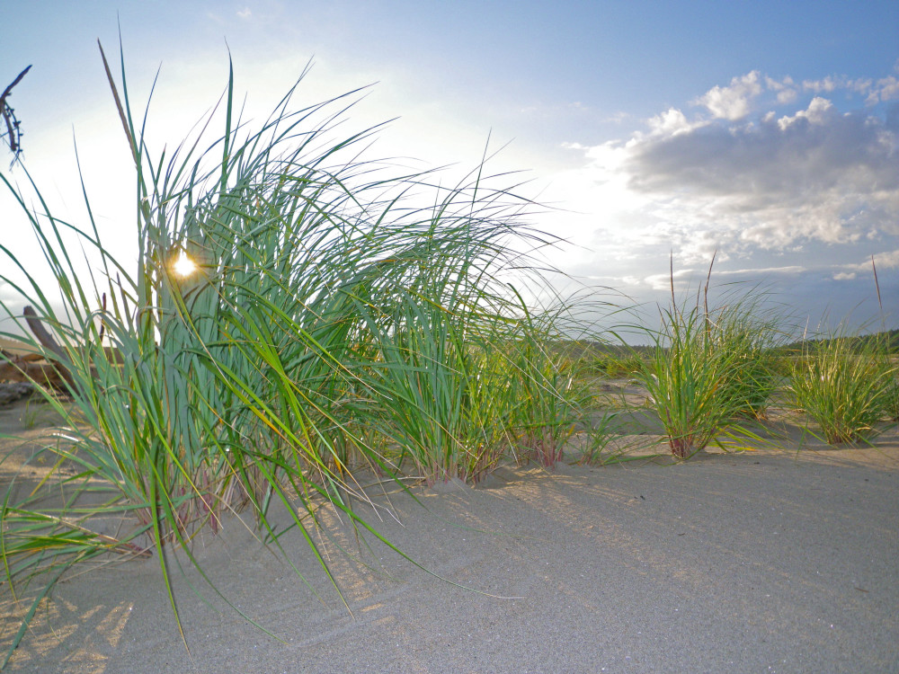 Seagrass at Sunset, Popham Beach, 
Maine