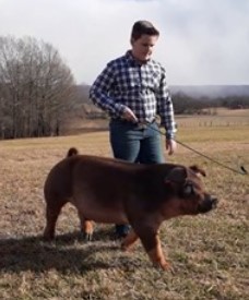 Tylan Lusk
Champion Duroc Market Hog
2021 Tennessee State Virtual Show