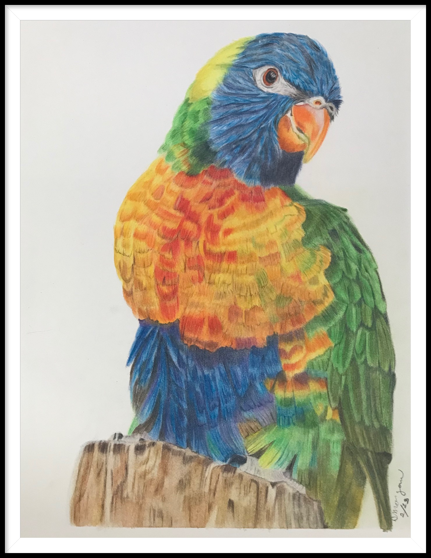 Treat Treat Lorikeet