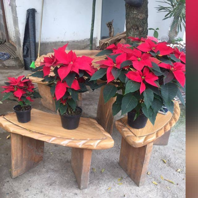 Tamaños de Nochebuena