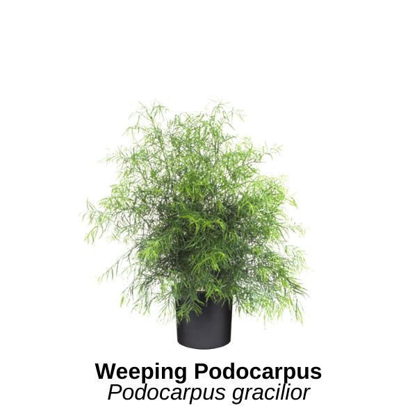 https://0201.nccdn.net/1_2/000/000/11e/240/weeping-podocarpus.png
