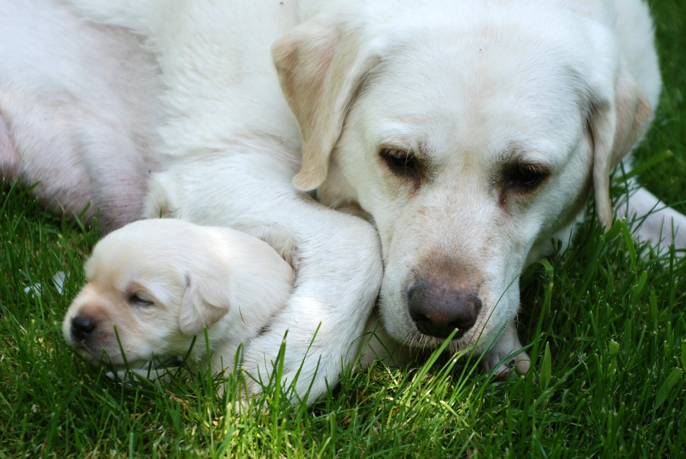 Ada (Edensgate Canterwood Serenada)
DOB 6/4/2007
5/2012