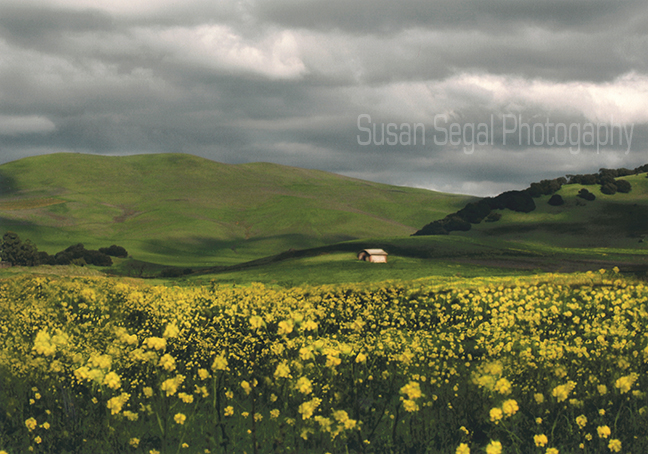Green Hills & Mustard - Napa