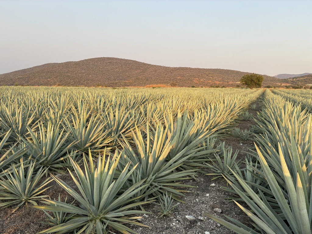 Los magueyes al amanecer