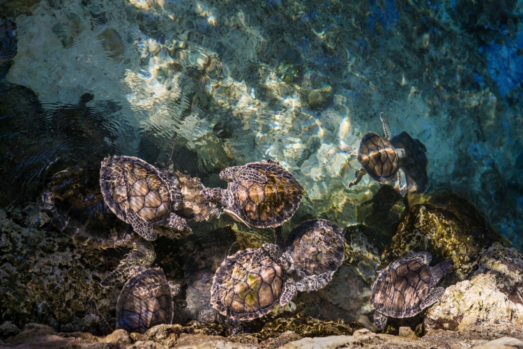 https://0201.nccdn.net/1_2/000/000/11e/a84/tortugas-xcaret.jpg