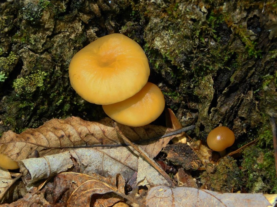 https://0201.nccdn.net/1_2/000/000/11f/092/Fungi---10--960x720.jpg