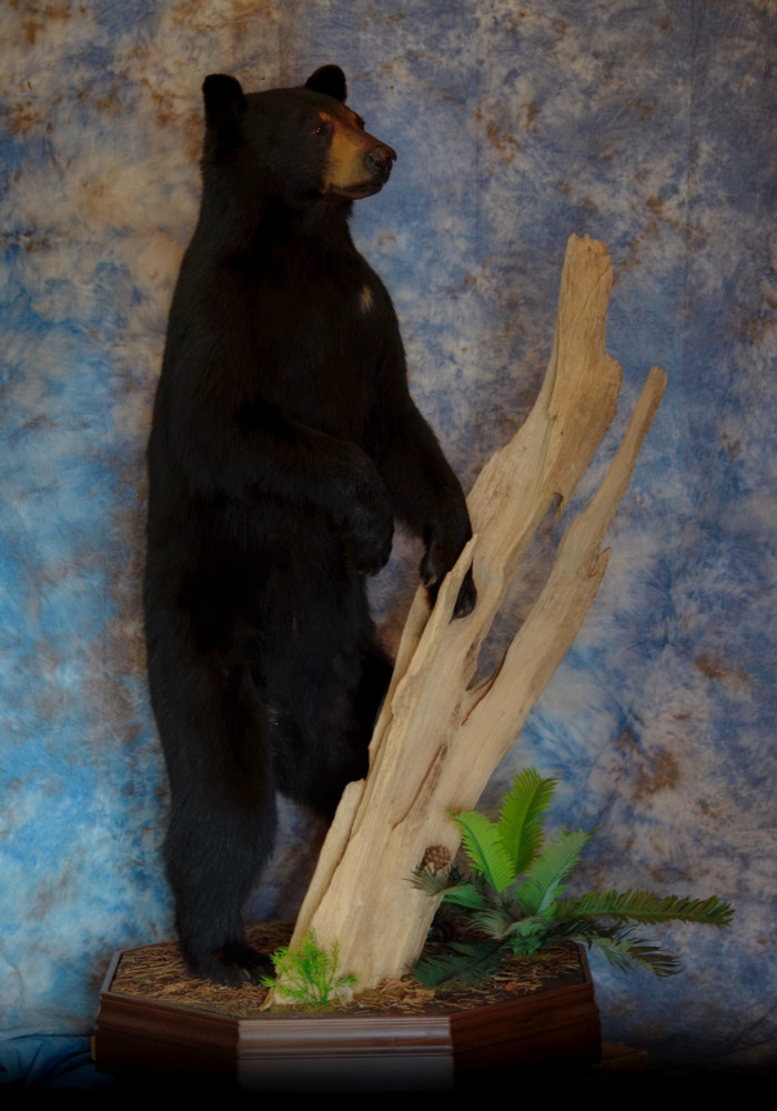standing-black-bear-mount