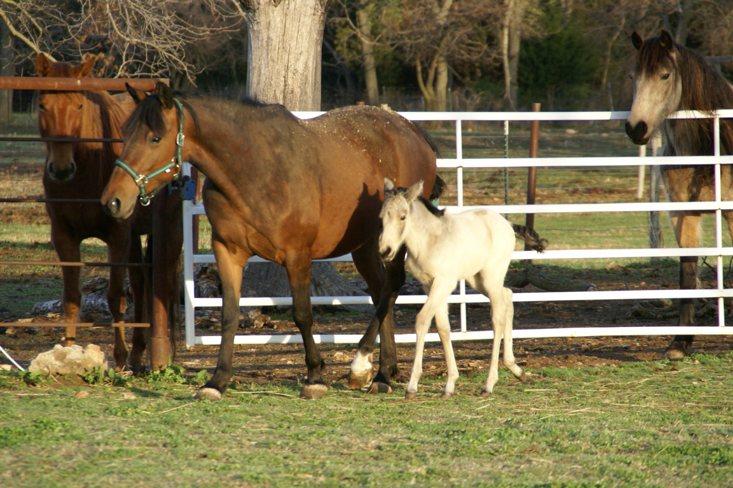 Romeo's Midnight Juliet and Knight's Amazing Grace (foal)