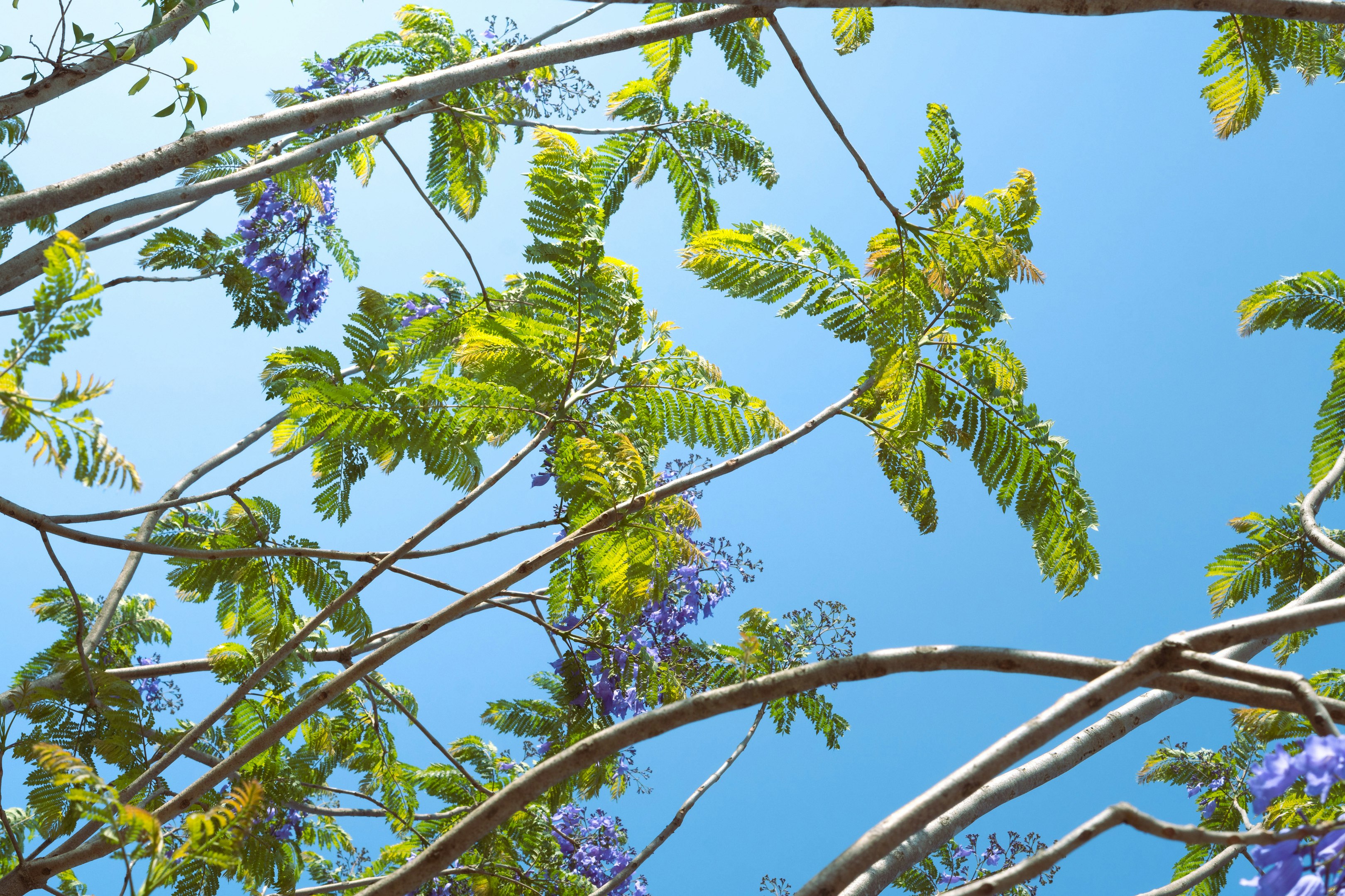 un cielo azul se ve a través de las ramas de un árbol
