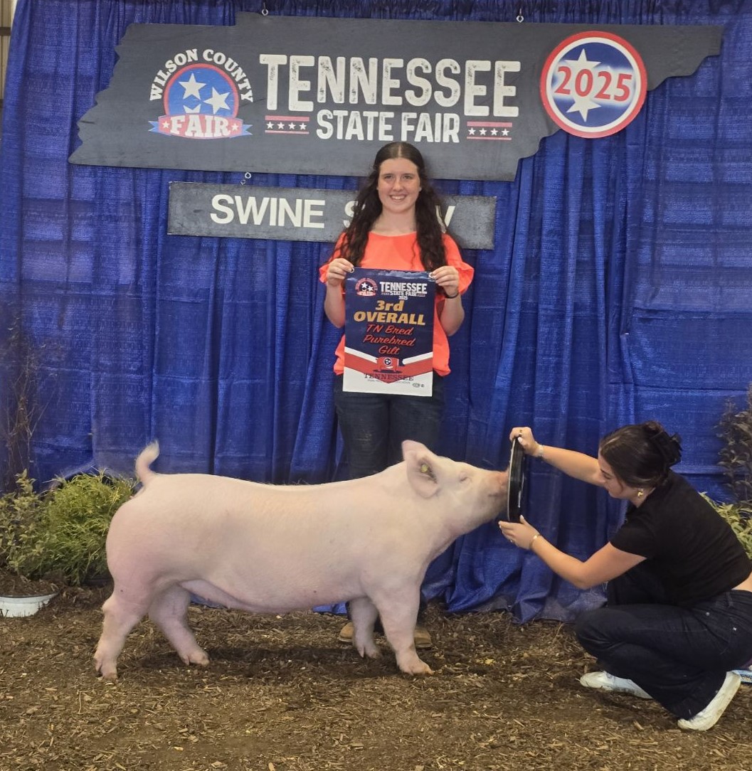 Martha Ann Evans
2025 Tennessee State Fair
Champion TN Bred Yorkshire Gilt
3rd Overall TN Bred Purebred Gilt