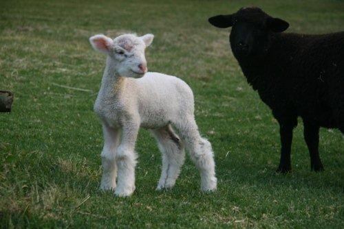 Billy was found in Junction Village wondering down the street with a cut to his head. We suspect he was stolen during end of school muck up.