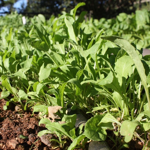 Greens Arugula (Rocket) Slow Bolt Greens Arugula (Rocket) Slow Bolt