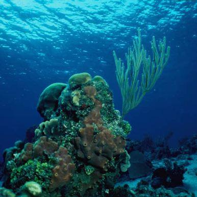arrecife tuxpan